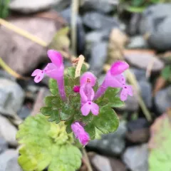 henbit deadnettle thumbnail 1