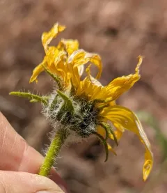 Cusick's Sunflower thumbnail 2