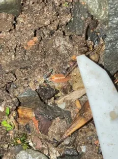 Rosy Woodlouse thumbnail 3
