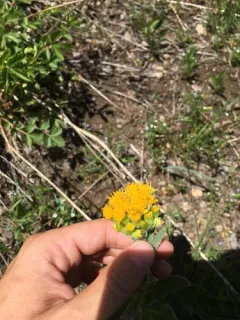 rayless ragwort thumbnail 1