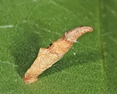 Chestnut Casebearer Moth thumbnail 4