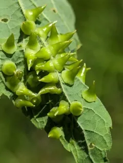 Hackberry Thorn Gall Midge thumbnail 4
