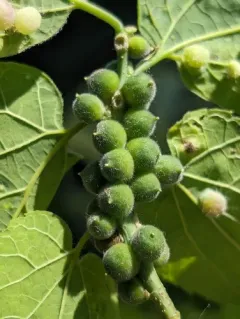 Hackberry Spherical Stem Gall Midge thumbnail 3