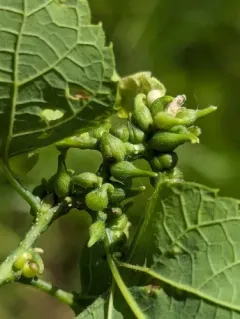 Hackberry Tenpin Gall Midge thumbnail 4