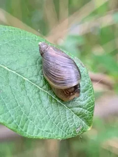 Slender Amber Snail thumbnail 2