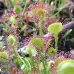 round-leaved sundew thumbnail 3