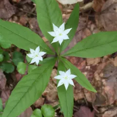 northern starflower thumbnail 4