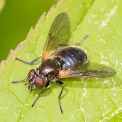 Golden-haired Wood Fly thumbnail 3