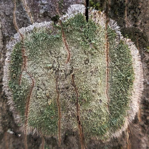 Mapledust Lichen