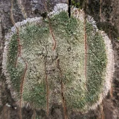 Mapledust Lichen thumbnail 1