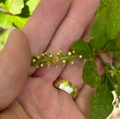 Taphrina confusa thumbnail 3