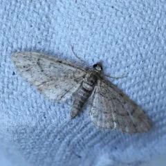 Eupithecia columbiata thumbnail 2