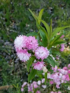 Flowering Almond thumbnail 3