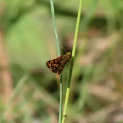 Western Arctic Skipper thumbnail 4