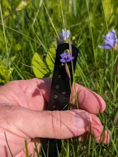 Needle-tipped Blue-eyed-grass thumbnail 2