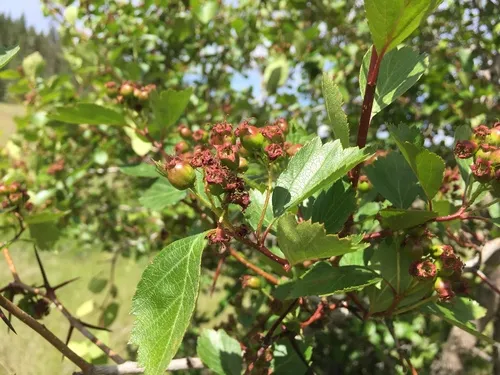 Castlegar Hawthorn