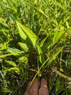 pale green orchid thumbnail 1