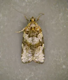 Fall Spruce Needle Moth thumbnail 3