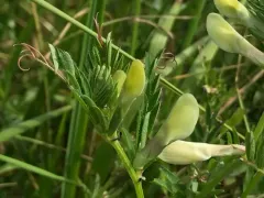 Yellow Vetch thumbnail 1