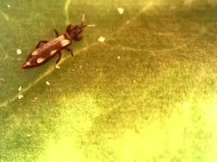 Aeolothrips versicolor thumbnail 2