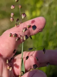 Quaking-grass thumbnail 3