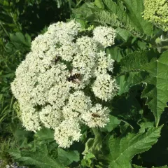 common cowparsnip thumbnail 4