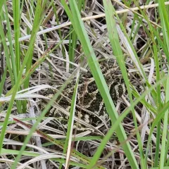 Great Plains Toad thumbnail 3