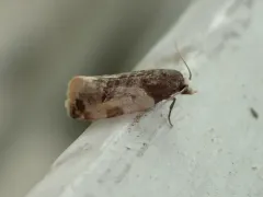 Henricus fuscodorsana thumbnail 2