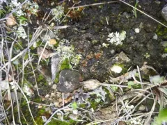 Soil Ruby Lichen thumbnail 3