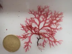 Membranoptera fabriciana thumbnail 2