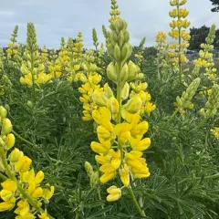 coastal bush lupine thumbnail 4