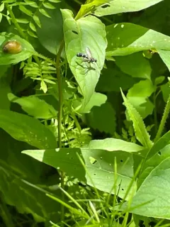 Cordyligaster septentrionalis thumbnail 3