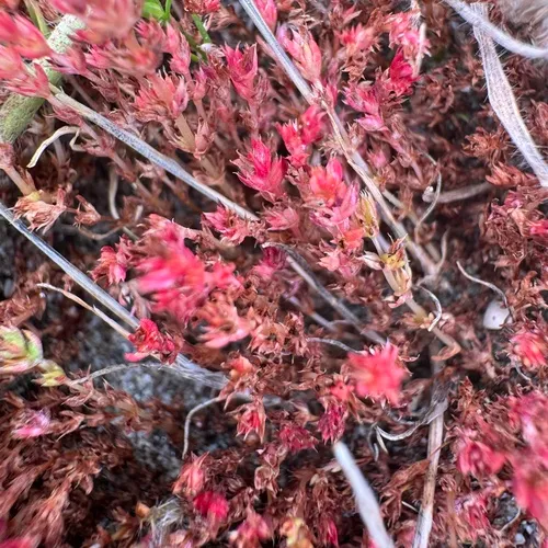 Mossy Stonecrop