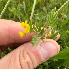 Yellow Serradella thumbnail 3