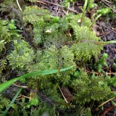 stairstep moss thumbnail 4