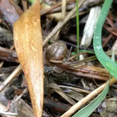 Northwest Hesperian thumbnail 2