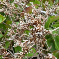 Western Marsh Rosemary thumbnail 2