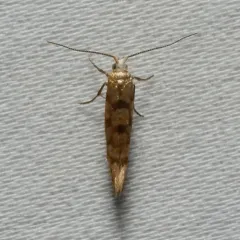 Juniper Seed Moth thumbnail 4