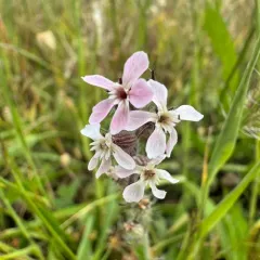 Small-flowered Catchfly thumbnail 3