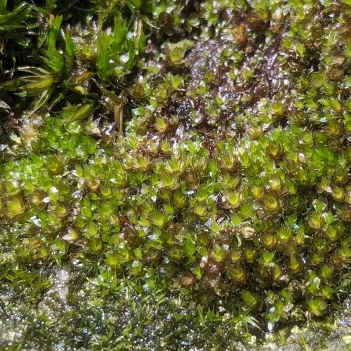 Capillary Thread-moss