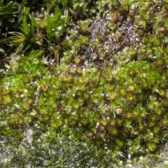 Capillary Thread-moss thumbnail 1