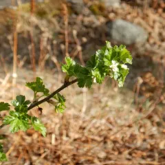 Canadian gooseberry thumbnail 4