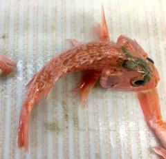 Blackbelly Rosefish thumbnail 4