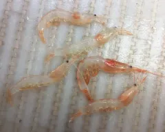 Pink Glass Shrimp thumbnail 3