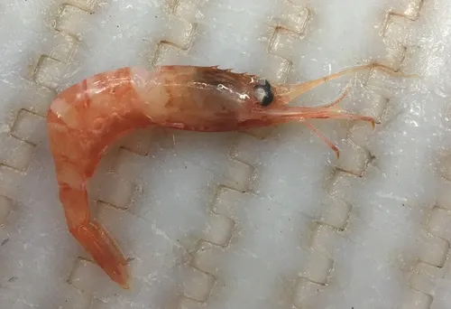 Atlantopandalus propinqvus