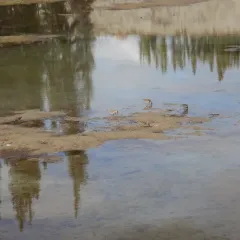 Least Sandpiper thumbnail 2