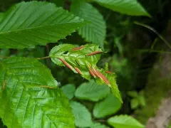 Hornbeam leaf gall midge thumbnail 2