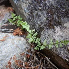 brittle bladderfern thumbnail 2