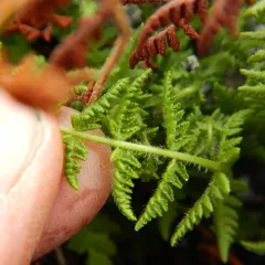 Rocky Mountain woodsia thumbnail 4