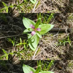 Wenatchee Mountains Trillium thumbnail 4